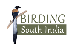 Birding South India